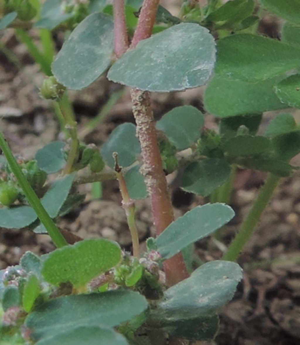 Piantina infestante: Euphorbia sp...